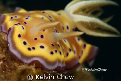 Nudibranch - Chromodoris Kuniei
Taken by: 
Canon EOS 40... by Kelvin Chow 